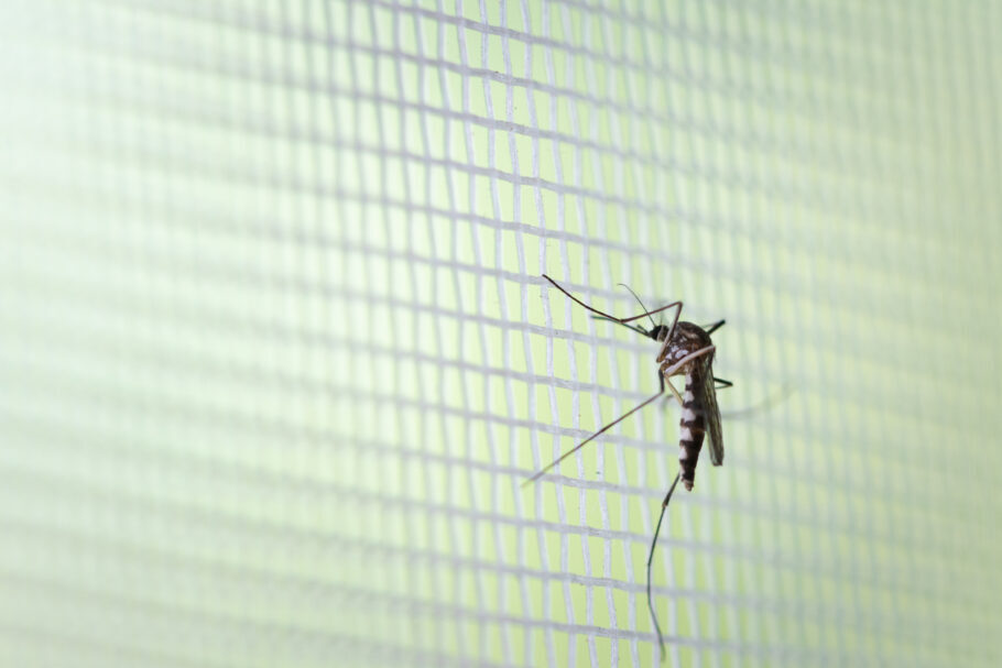 Aedes aegypti é o mosquito transmissor da dengue