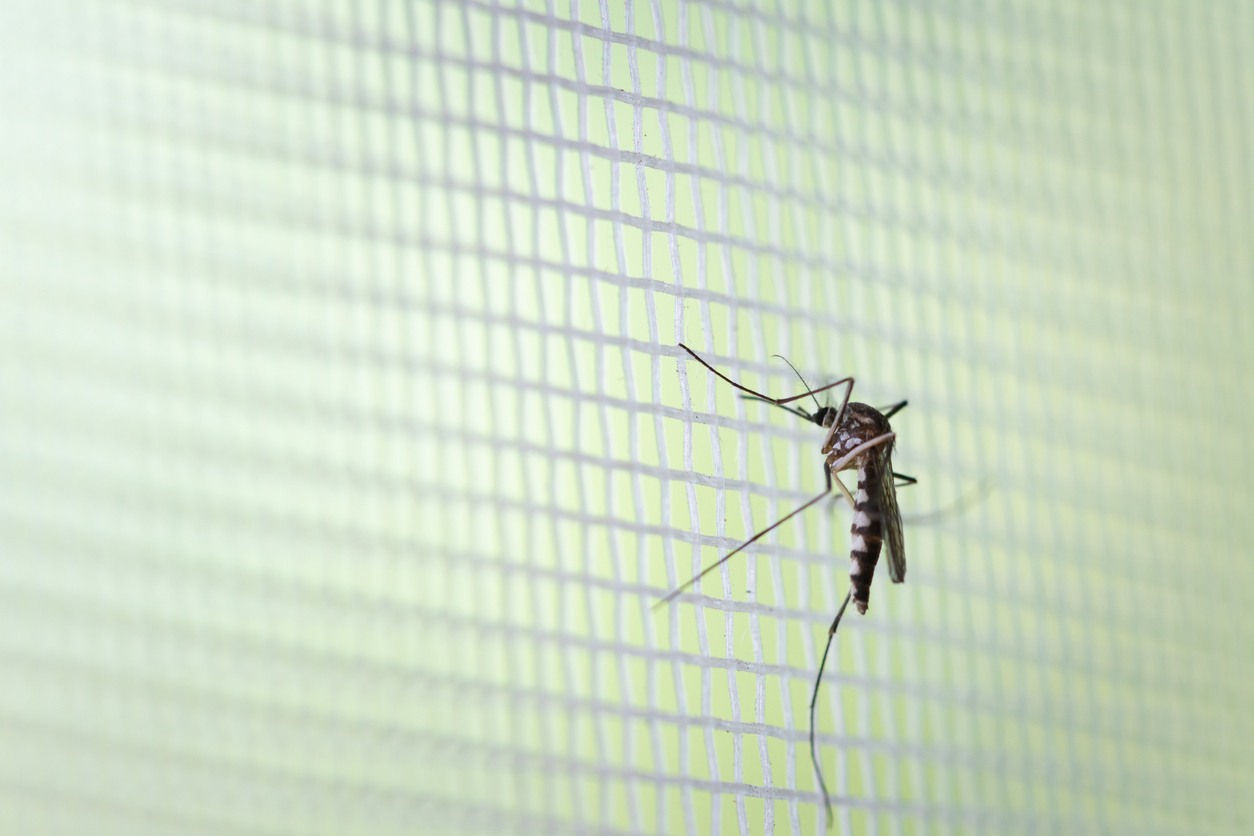 Dengue cai 97% no Brasil, mas atenção ainda é necessária
