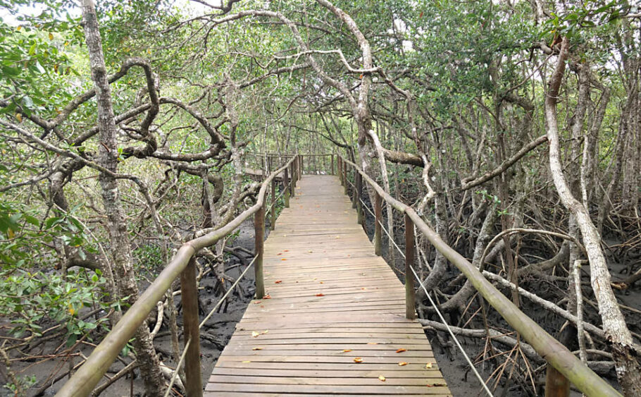 Trilha sobre o mangue do Parque Estadual Ilha do Cardoso, em Cananeia, litoral de São Paulo