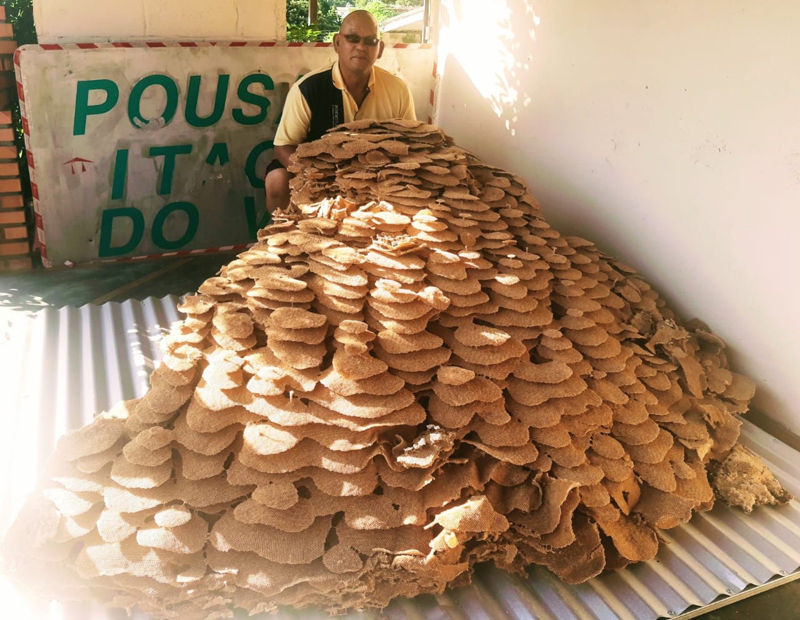 Ninho Gigante De Vespas Assusta Moradores No Interior De Sp