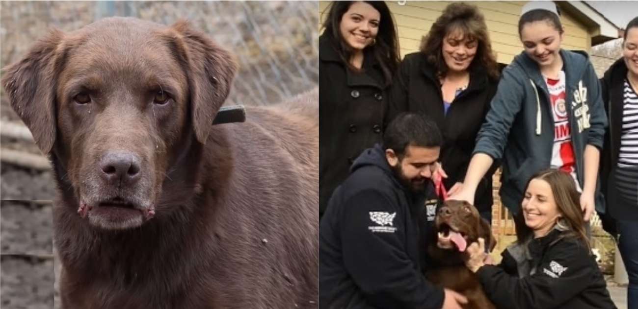 O cachorro foi resgatado de uma propriedade rural em Ohio, nos Estados Unidos (Foto: Reprodução / YouTube)