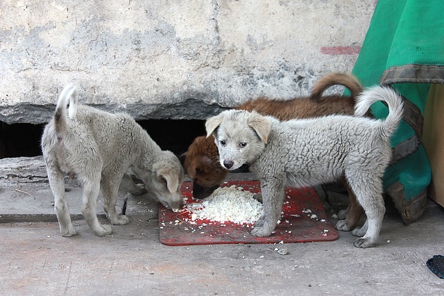 Diminuiu drasticamente a oferta de comida para os animais em situação de rua. Foto Kenky/Pixabay