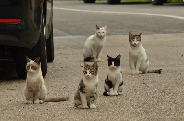 A manutenção de colônias de gatos está ameaçada por causa da covid-19 (Foto Eveline de Bruin/Pixabay)