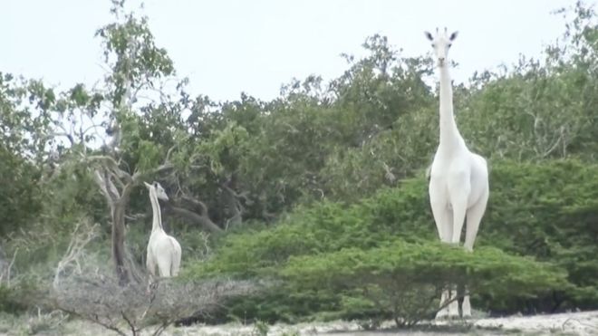 As girafas brancas foram vistas pela primeira vez em 2016