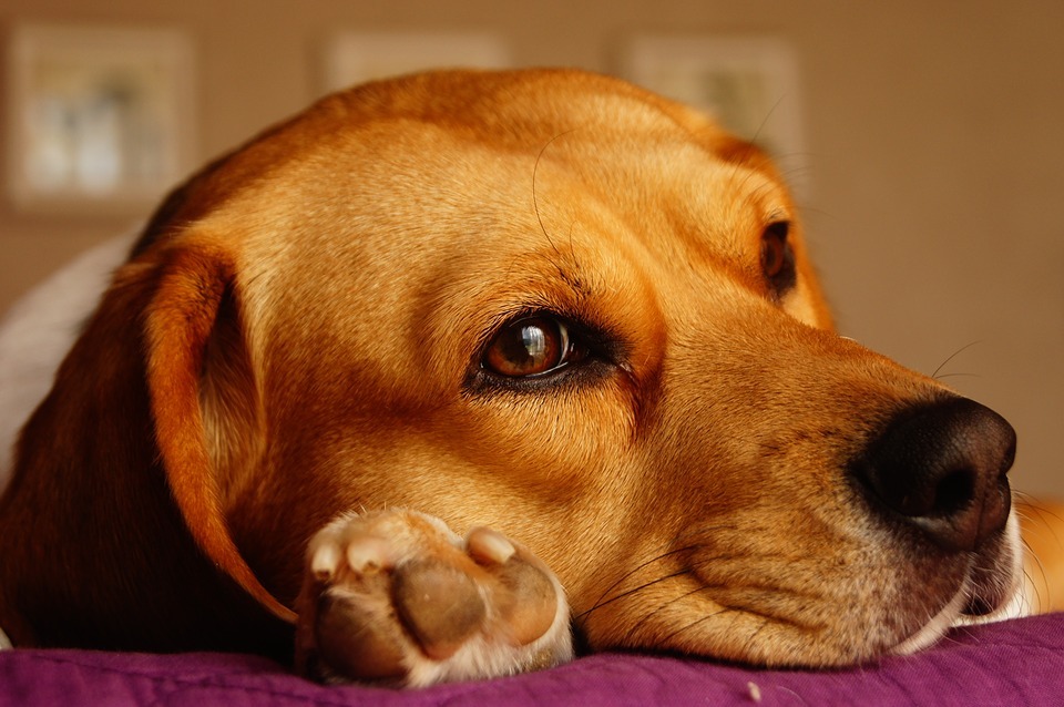Fotos de cães com as patas queimadas por álcool ou detergente foram divulgadas na web (Foto: Pixabay/ssmiling)
