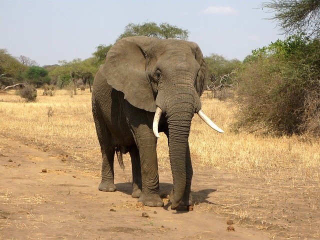 É a primeira vez em 44 anos que os elefantes não terão que usar o equipamento (Foto: Pixabay)
