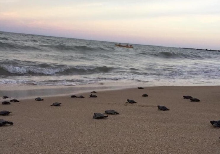 97 tartarugas-de-pente nasceram em uma praia do município de Paulista (Foto: Prefeitura do Paulista)