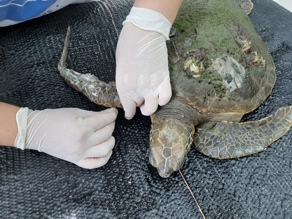 O resgate da tartaruga foi realizado no dia 28 de março (Foto: Divulgação/Instituto Gremar)