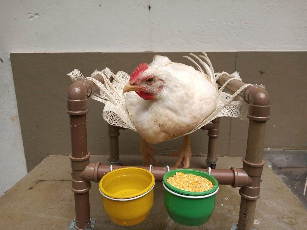 A simpática ave ganhou o nome de Zuca e foi resgatada pela ONG SOS Aves (Foto: SOS Aves)