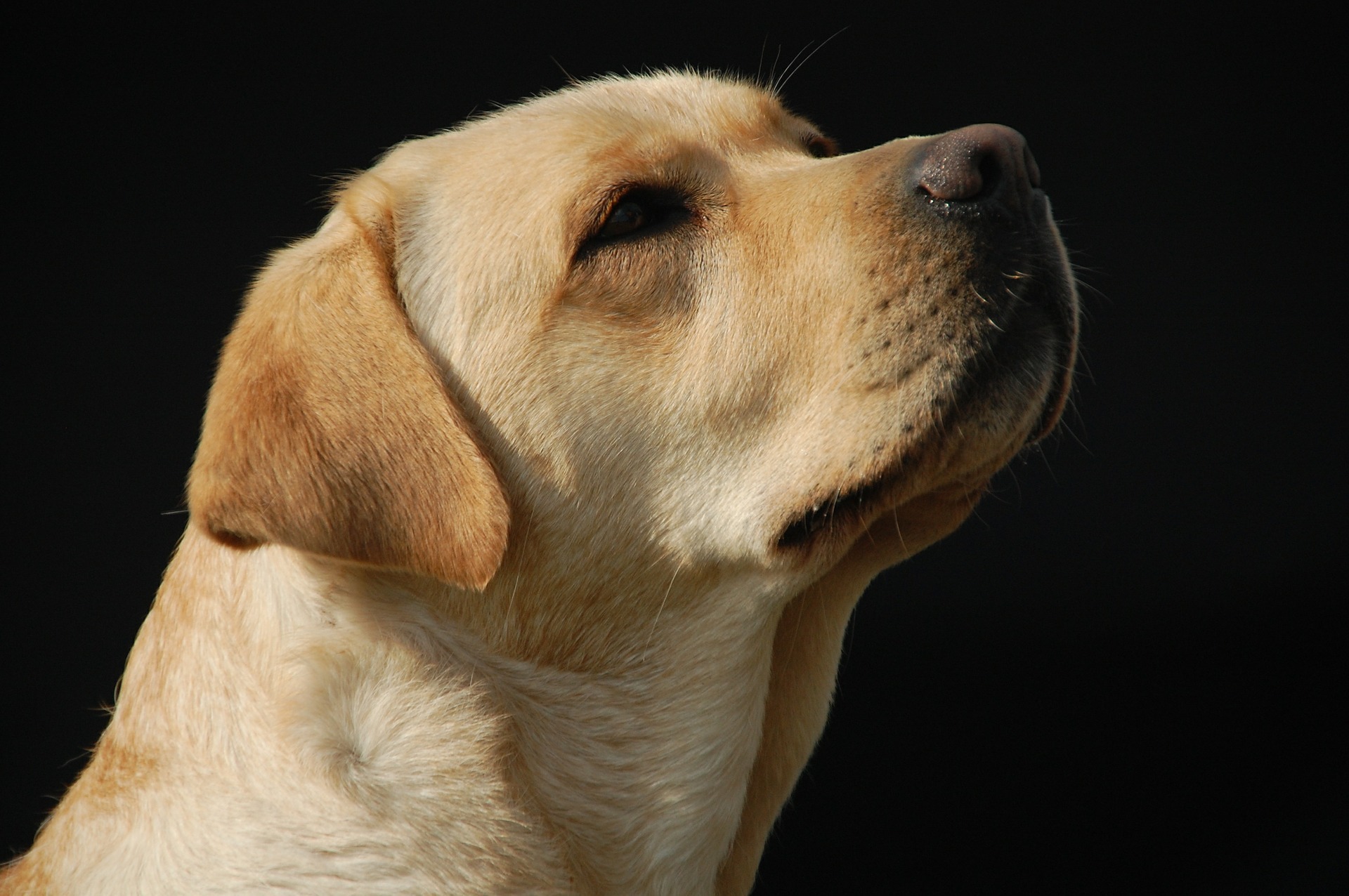 O caso de maus-tratos contra a cachorra chocou moradores da cidade (Foto: Ilustrativa | Pixabay)