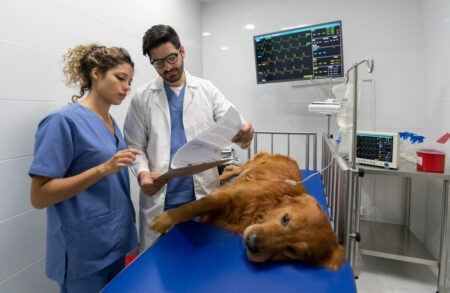 Governo convoca veterinários para ajudar no combate ao coronavírus