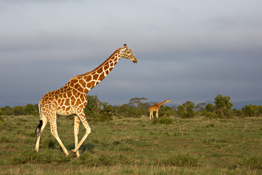 Site especializado em animais selvagens africanos possui 12 câmeras espalhadas por savanas africanas