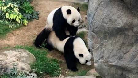 Pandas foram flagrados acasalando em ‘privacidade’