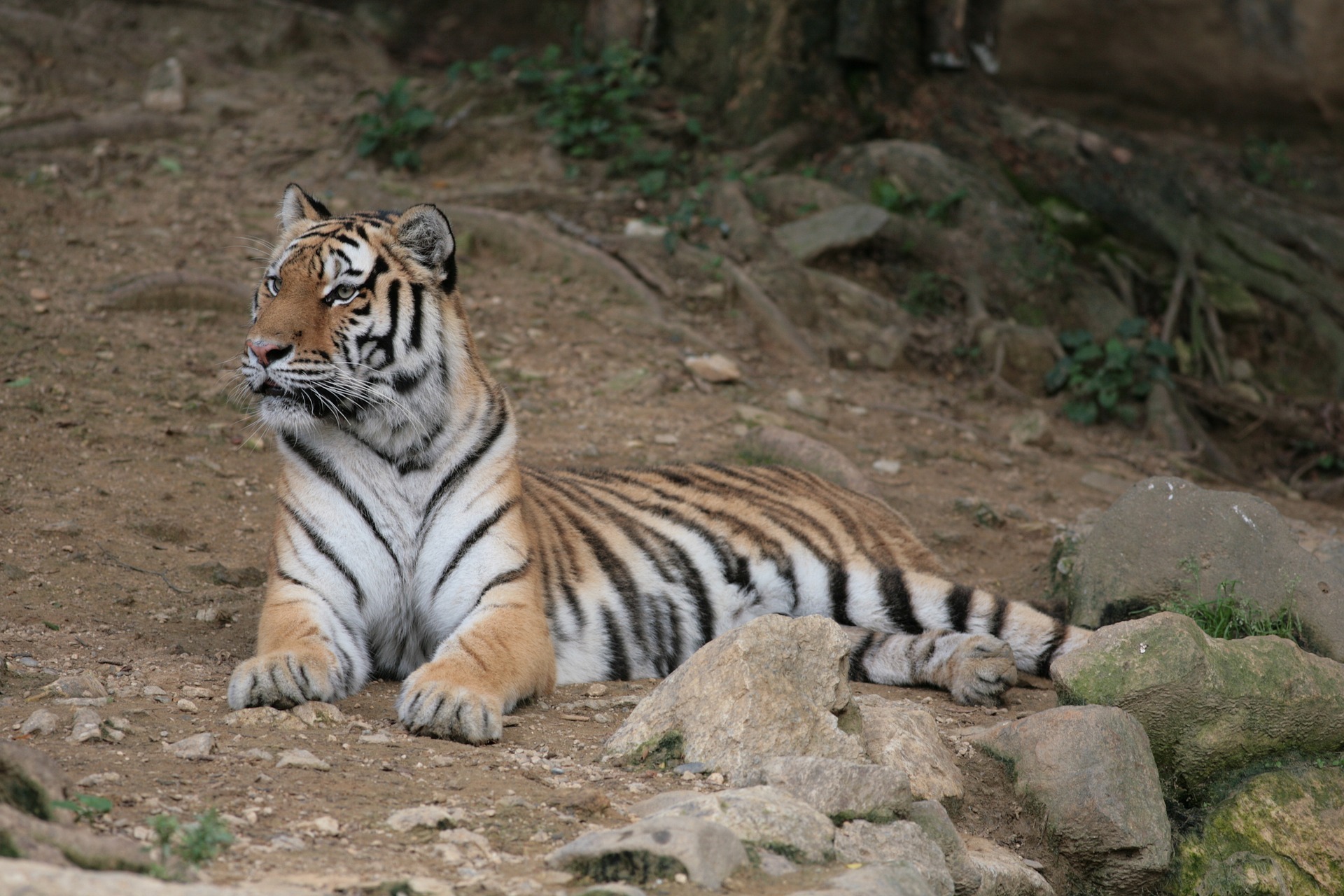 O vídeo do tigre foi feito enquanto o zoológico ainda estava aberto para exibição (Foto: Ilustração | Pixabay)
