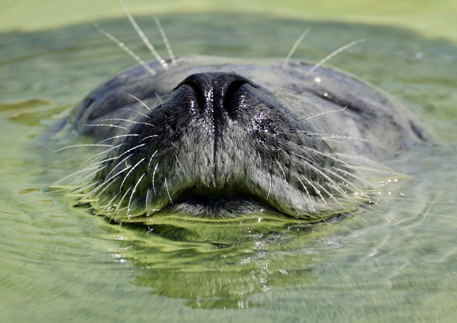 O agressor da foca foi identificado e punido com multas federais e estaduais (Foto: Pixabay)