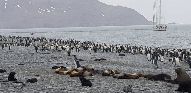 Pinguins, focas, leão-marinho, aves e albatrozes são alguns dos animais que habitam a região
