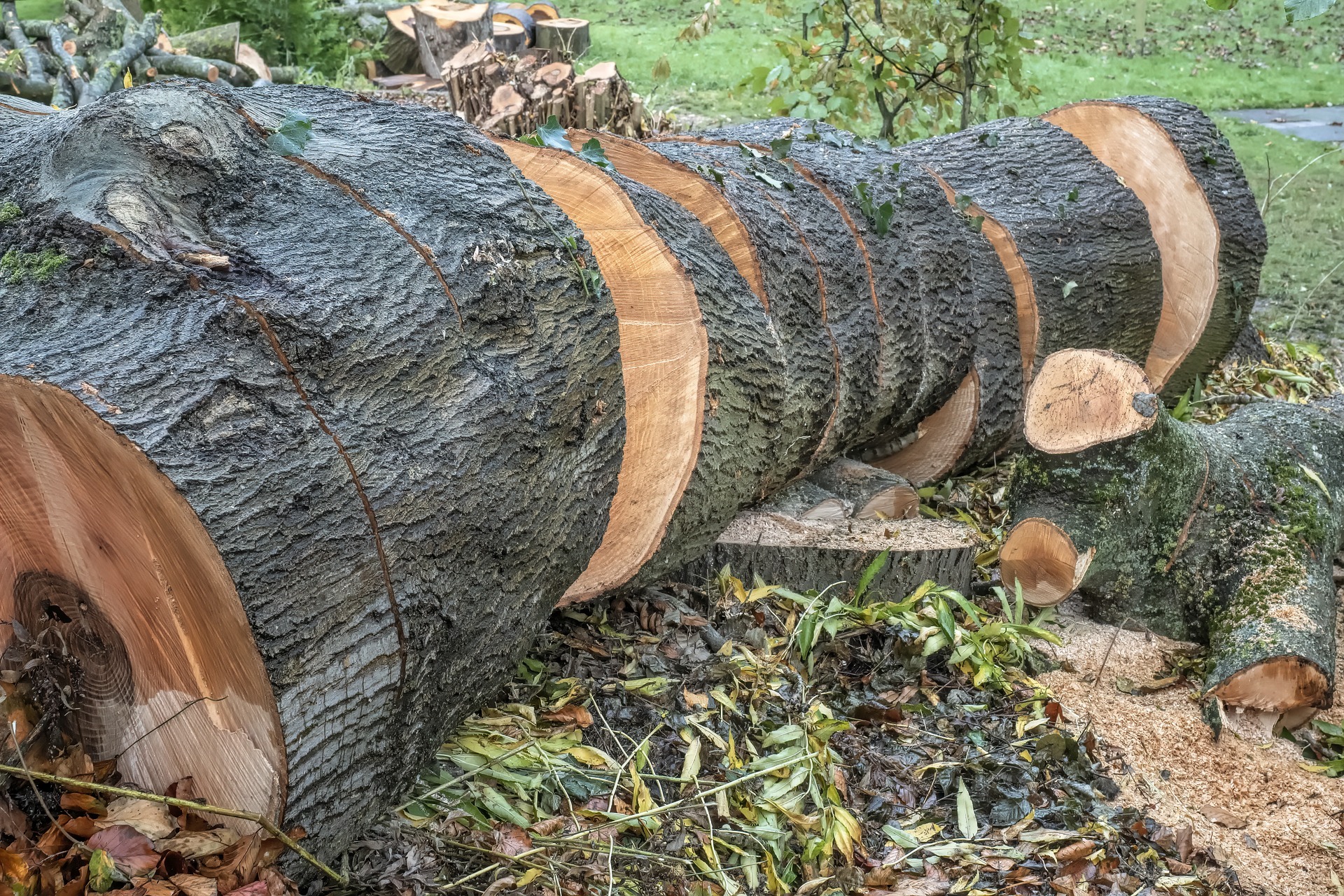 Seis árvores foram derrubadas por segundo na bacia do Xingu em 2019 (Foto: Pixabay)