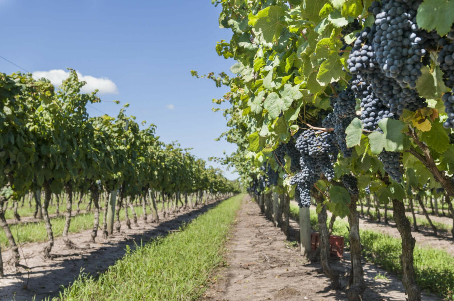  Foram 93,4 milhões de kg de uvas moídas este ano no Uruguai