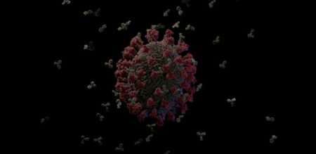 Resposta do sistema imune à infecção pelo novo coronavírus