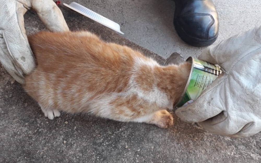 O acidente ocorreu no quintal da casa da família que tutela o gato (Foto: Corpo de Bombeiros/Divulgação)