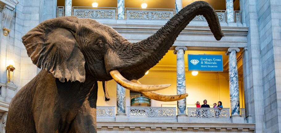  O Museu Nacional de História Natural é um dos museus mais visitados do mundo