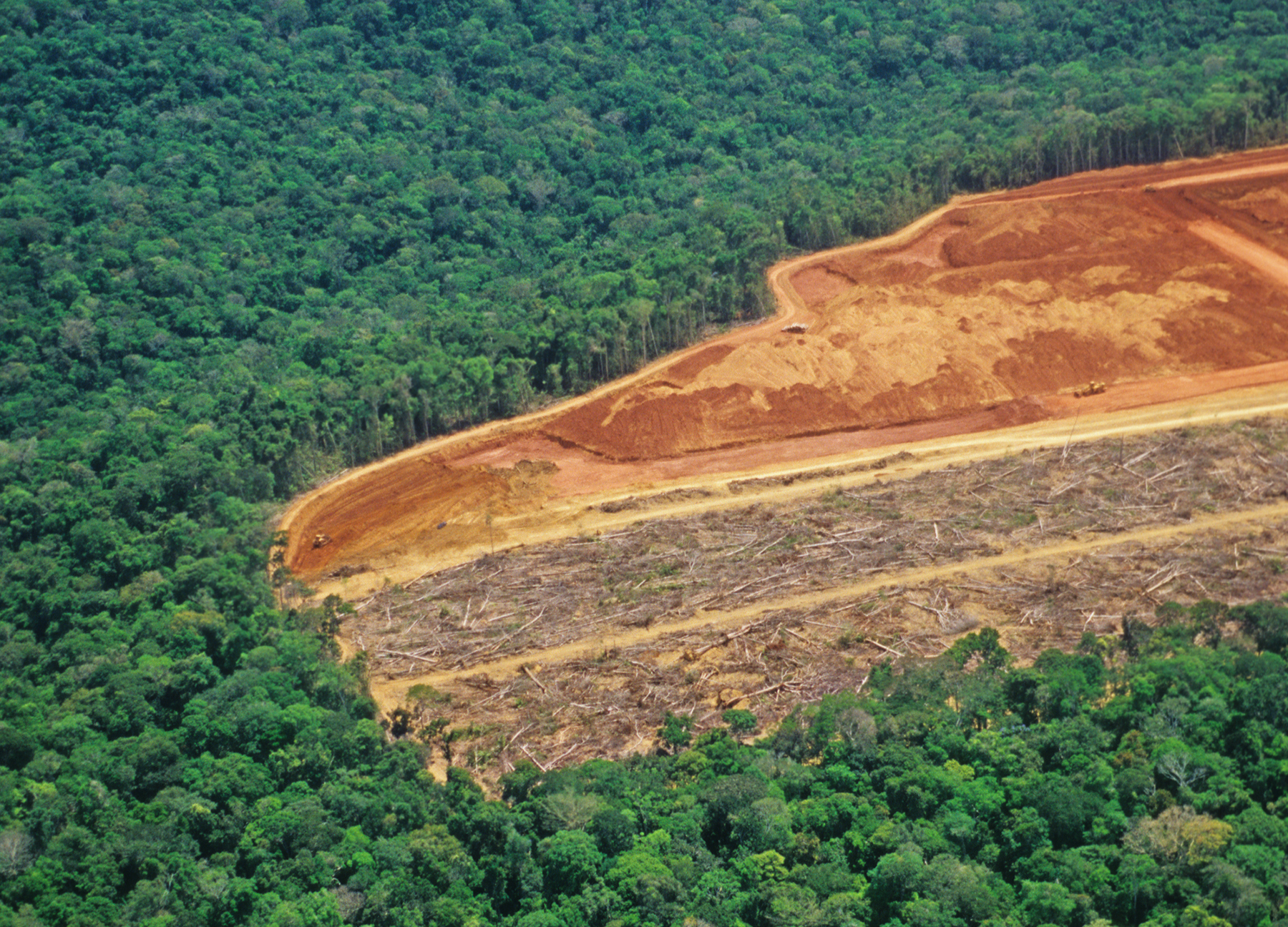 Notícia foi destaque da 16ª Conferência das Nações Unidas sobre Biodiversidade (COP16) luoman / iStock