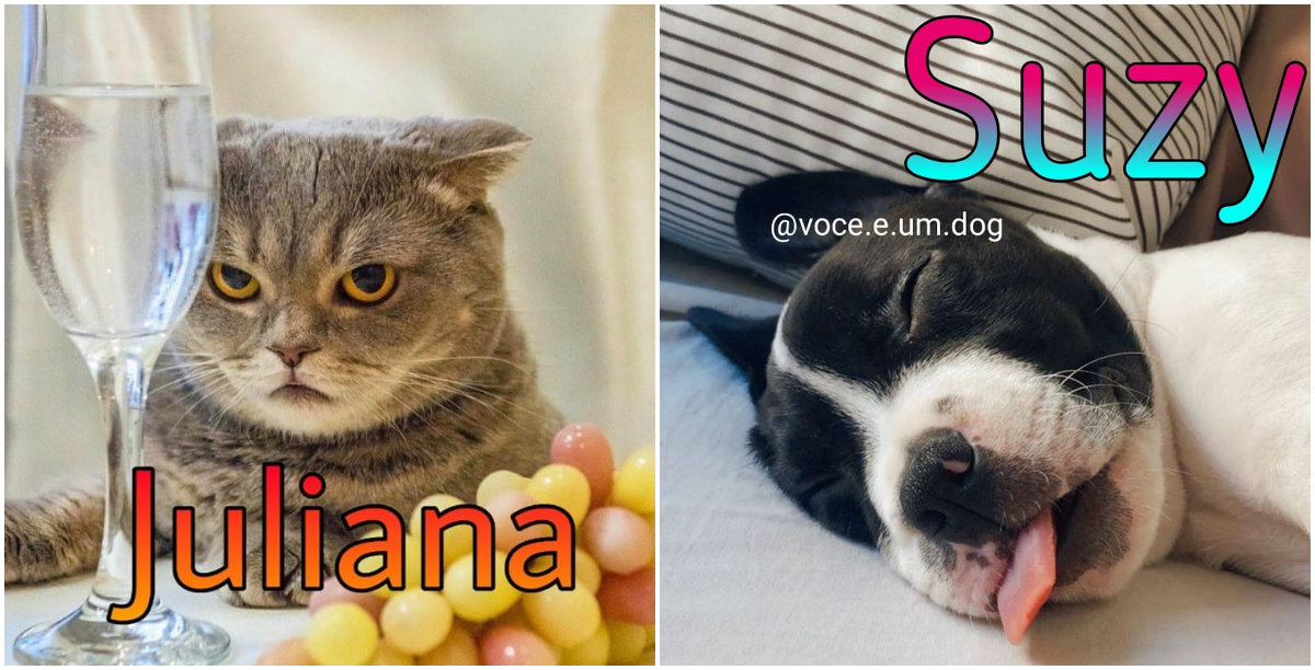 Memes de pets com nome de pessoas viralizam no Instagram