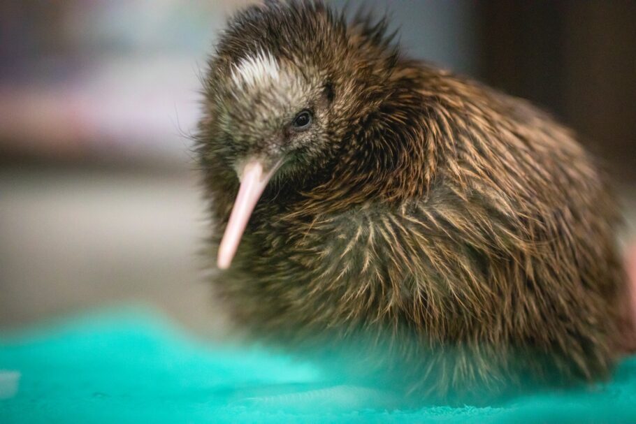 O kiwi é o pássaro mais famoso da Nova Zelândia e também o mais incomum e peculiar