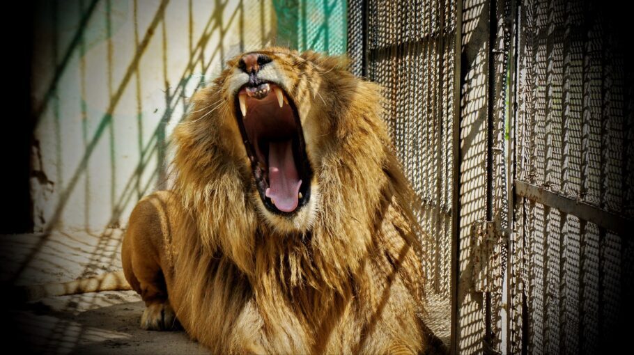Um leão, que atinge 80 km /h na caça,  é obrigado a viver em poucos  m2 em zoológicos