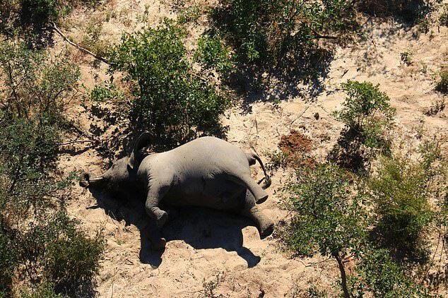 Morte em massa de mais de 350 elefantes é investigada em Botsuana