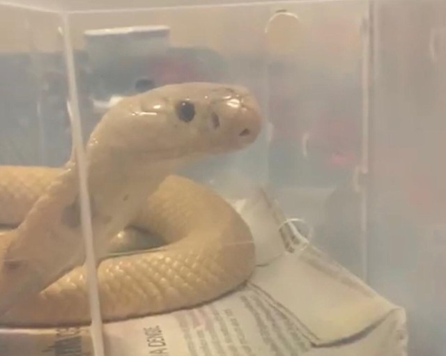 Cobra naja integra a lista das serpentes mais venenosas do mundo