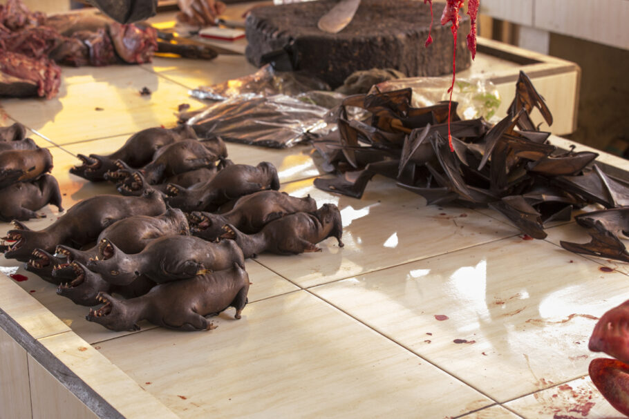 Morcegos vendidos em mercado de alimentos na Ásia