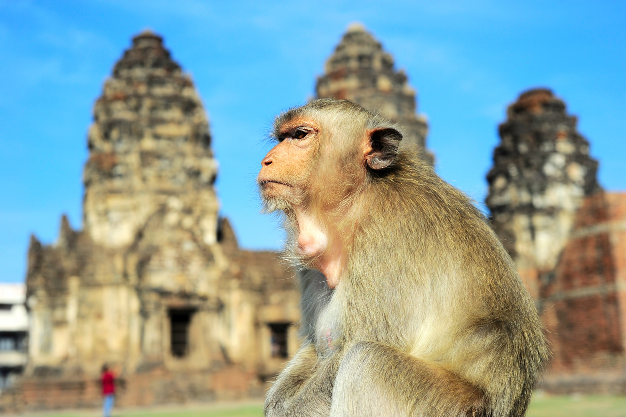 Macacos que comem, templo em tailândia.