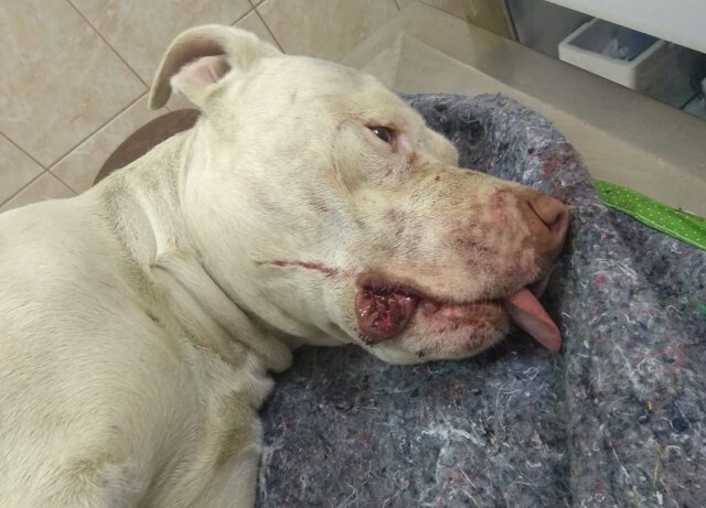 O pitbull Sansão passou por uma cirurgia para redução das patas