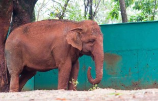 Elefanta vive em um espaço de apenas 1,5 mil m² em zoológico