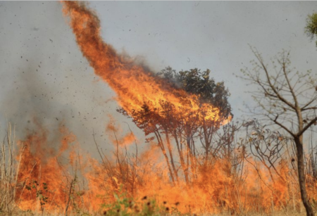 Índice de queimadas no bioma é recorde desde o começo da medição