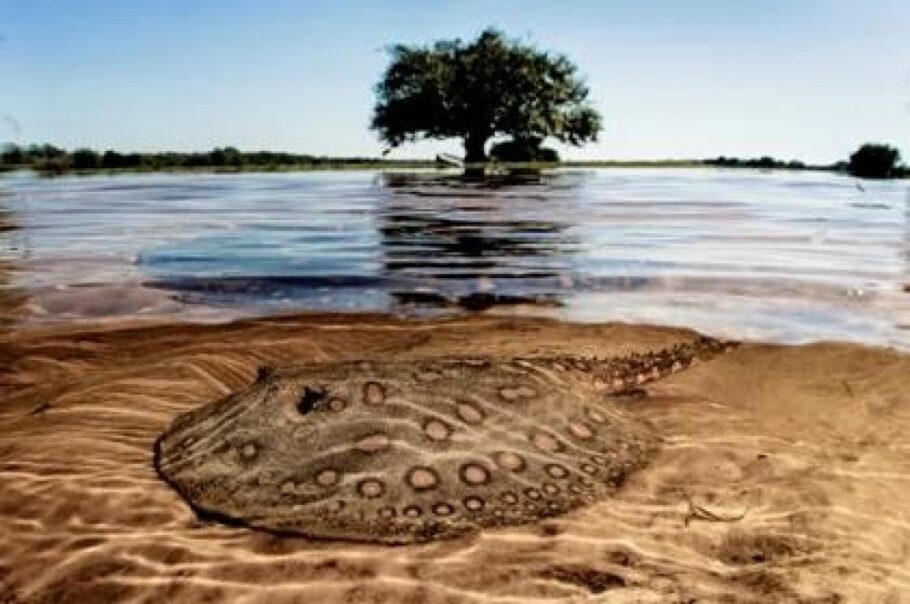 O ‘Documenta Pantanal’ marcará presença na edição da SP-Arte Viewing Room