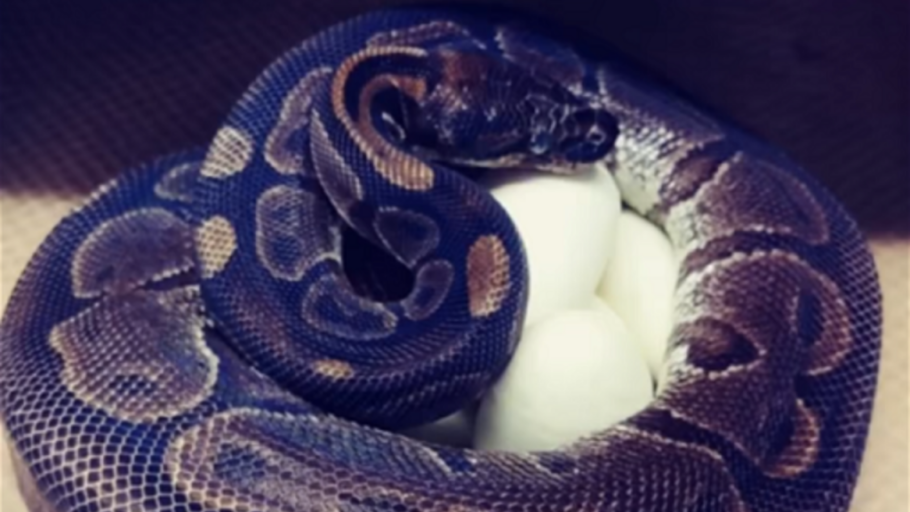 Cobra píton-real bota sete ovos aos 62 anos e por reprodução assexuada