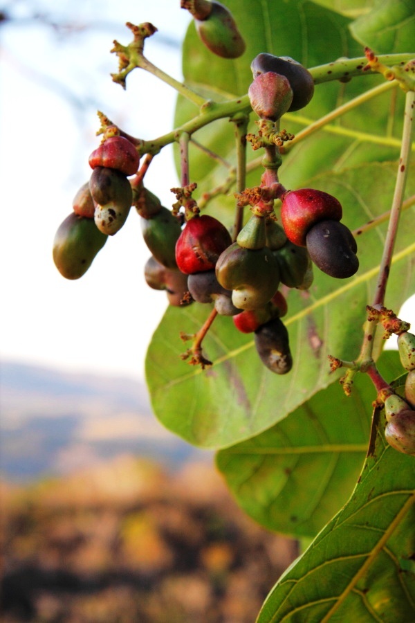 O cajuzinho, um dos frutos típicos do Cerrado
