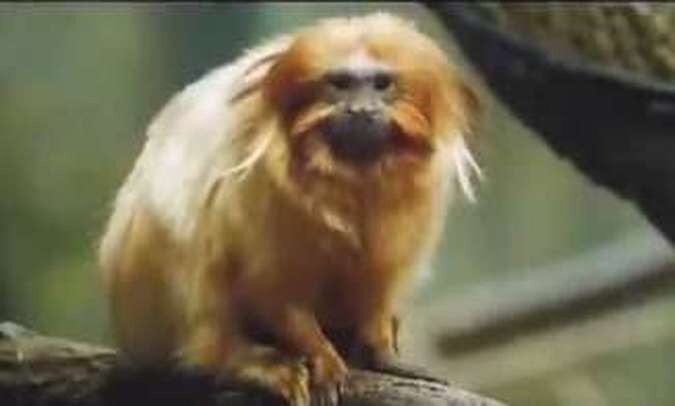 O vídeo mostra o mico-leão-dourado, mamífero que vive exclusivamente na Mata Atlântica, principalmente no Rio de Janeiro
