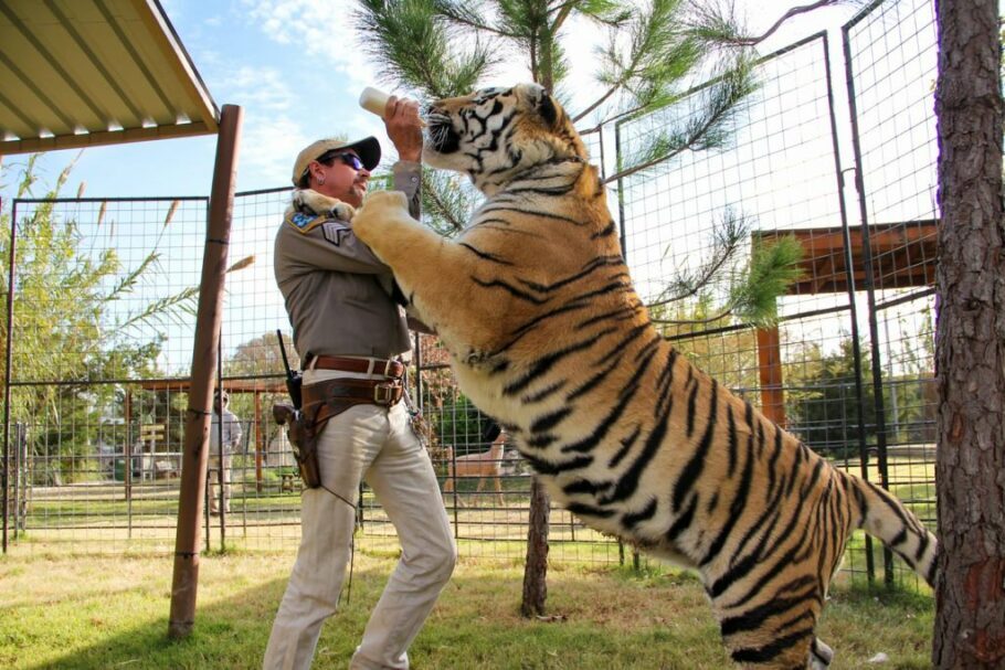 Máfia dos Tigres revela bastidores horrorosos dos zoológicos de felinos