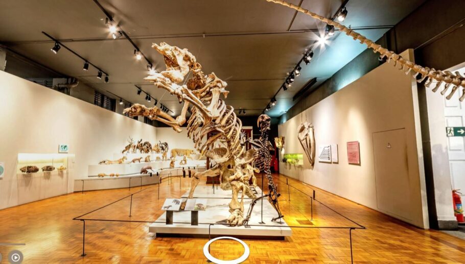 No museu, você encontra vários animais que já foram extintos