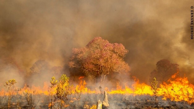 Flagrante de ipê consumido pelo fogo na região de Porto Jofre, no Pantanal