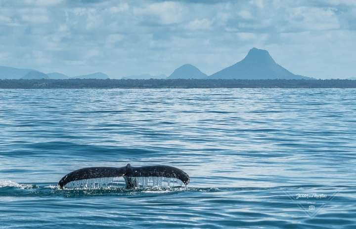 Abrolhos é considerado o ‘berçário’ das baleias jubartes na Bahia