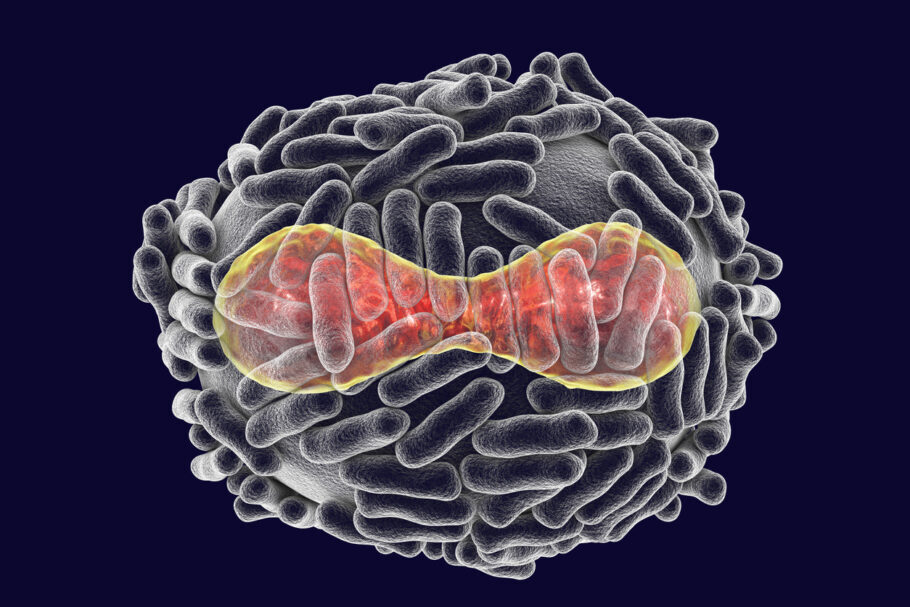 Doença misteriosa é causada por vírus da família da varíola