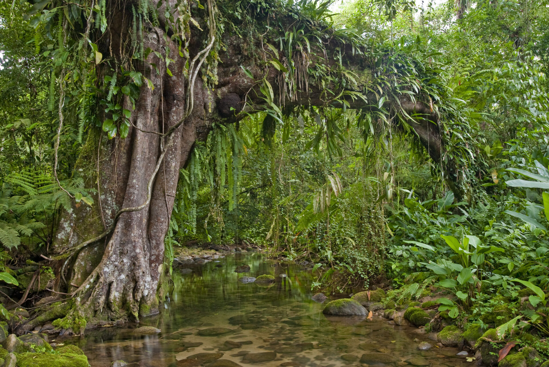 Figueira centenária da Reserva Natural Salto Morato, Guaraqueçaba (PR)