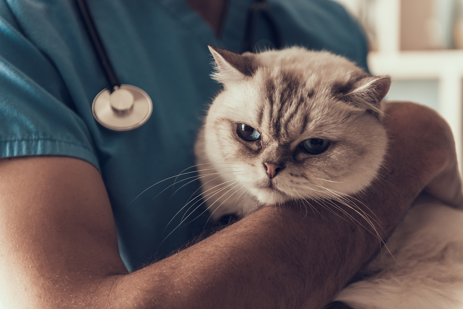 43% dos novos tutores de gatos ainda não levaram seus pets para uma única consulta com um médico-veterinário