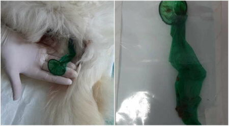 Veterinários acham camisinha dentro do ânus de uma cadela em Guarujá