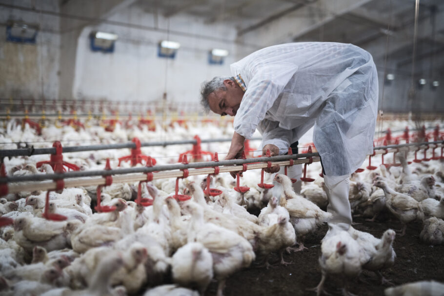 Mais de 200 mil frangos serão abatidos após casos de gripe aviária na Holanda