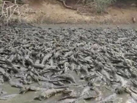 Dezenas jacarés estão ‘presos’ em lamaçal no Pantanal; veja